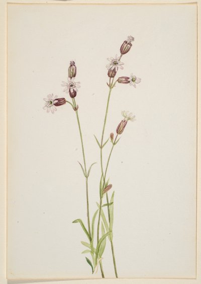 Silene multicaulis autorstwa Mary Vaux Walcott