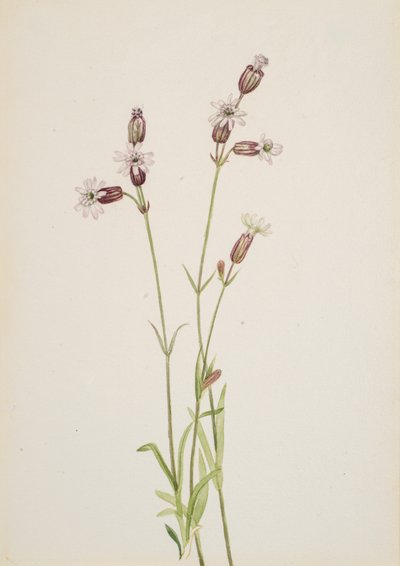 Silene multicaulis, ca. 1900-1920. autorstwa Mary Vaux Walcott