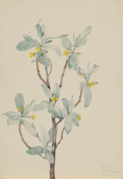 Jagoda srebrna (Elaeagnus commutata) autorstwa Mary Vaux Walcott
