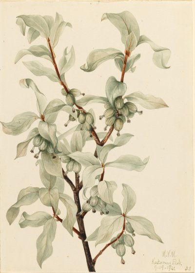 Jagoda srebrna (Elaeagnus commutata) autorstwa Mary Vaux Walcott