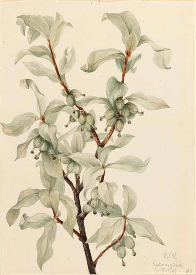 Silverberry Elaeagnus zamieniony, 1922. autorstwa Mary Vaux Walcott