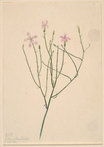 Kwiat szkieletowy (Lygodesmia juncea) autorstwa Mary Vaux Walcott