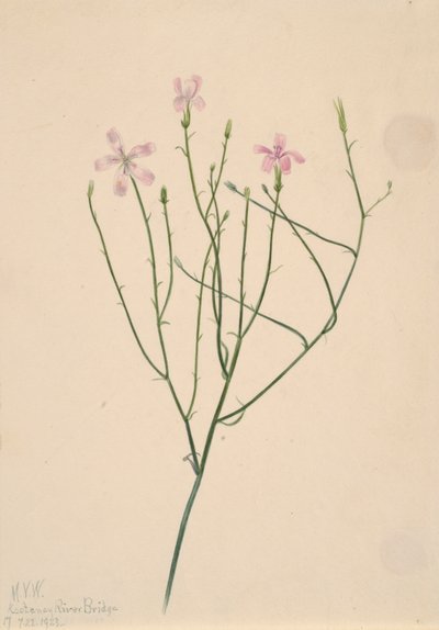 Kwiat szkieletu Lygodesmia juncea, 1923. autorstwa Mary Vaux Walcott