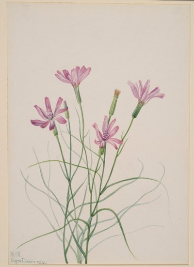 Chwast szkieletowy (Lygodesmia grandiflora) autorstwa Mary Vaux Walcott