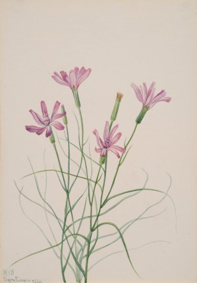 Skeleton Weed Lygodesmia grandiflora, 1931. autorstwa Mary Vaux Walcott