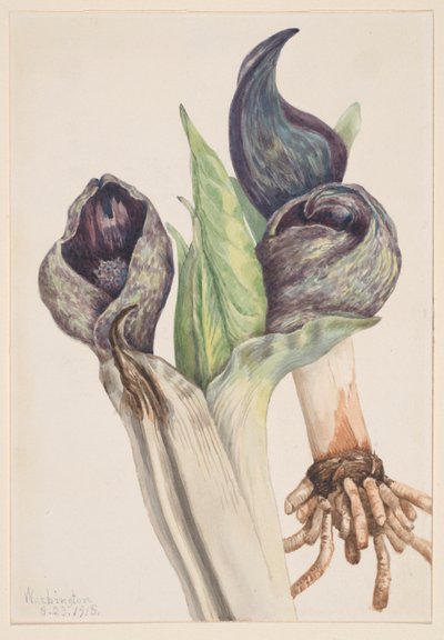Kapusta pekińska (Spathyema foetida) autorstwa Mary Vaux Walcott