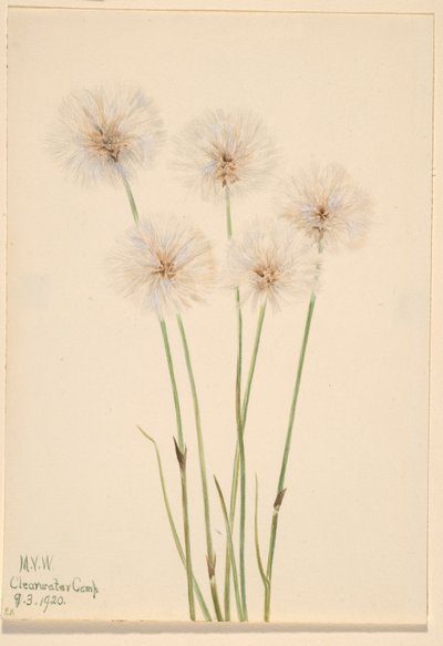 Smukła trawa bawełniana (Eriophorum chamissonis) autorstwa Mary Vaux Walcott
