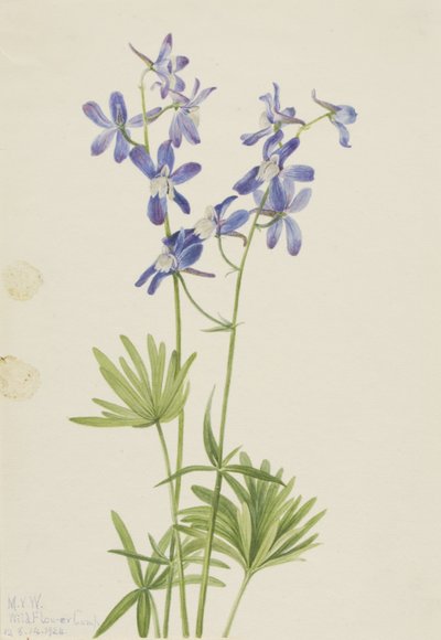 Ostróżka wąska (Delphinium depauperatum) autorstwa Mary Vaux Walcott