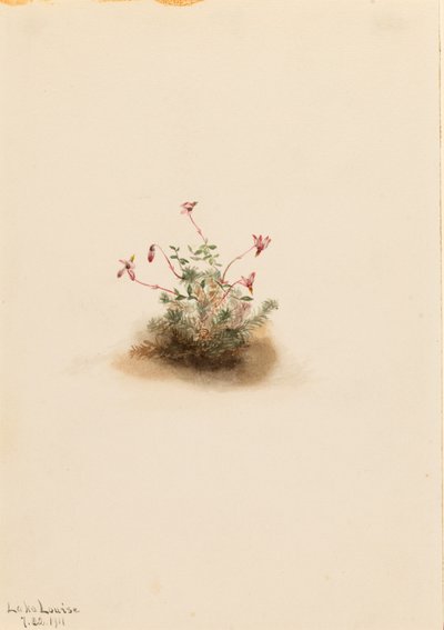 Żurawina błotna (Oxycoccus palustris) autorstwa Mary Vaux Walcott