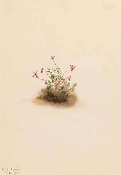 Mała żurawina Oxycoccus palustris, 1911. autorstwa Mary Vaux Walcott