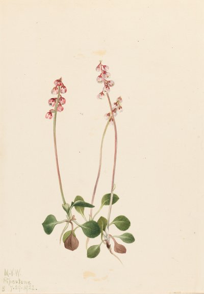Pyrola mała Pyrola minor, 1922. autorstwa Mary Vaux Walcott