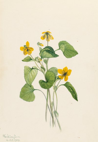 Gładka żółta fioletowa Viola eriocarpa, 1919. autorstwa Mary Vaux Walcott
