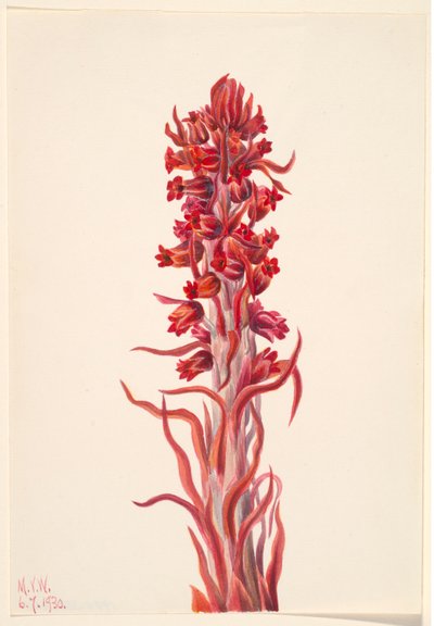 Roślina śnieżna (Sarcodes sanguinea) autorstwa Mary Vaux Walcott