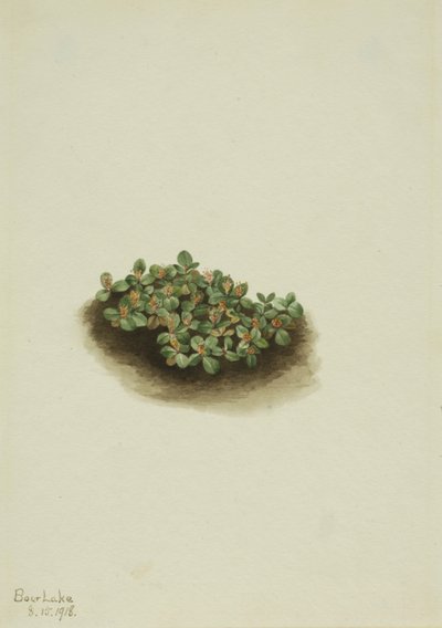 Wierzba śnieżna (Salix nivalis) autorstwa Mary Vaux Walcott