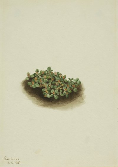 Śnieżna wierzba Salix nivalis, 1918. autorstwa Mary Vaux Walcott