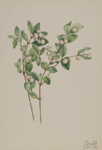 Snowberry Symphoricarpos albus, 1918. autorstwa Mary Vaux Walcott