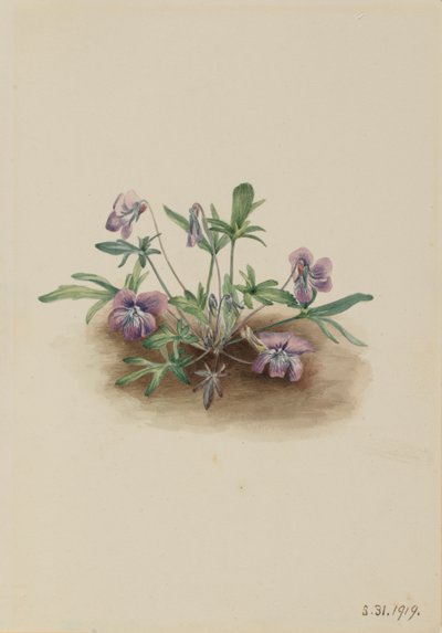 Fiołek południowy (Viola septemloba) autorstwa Mary Vaux Walcott