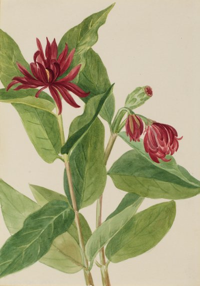 Krzew ostrokrzewu (Calycanthus occidentalis) autorstwa Mary Vaux Walcott