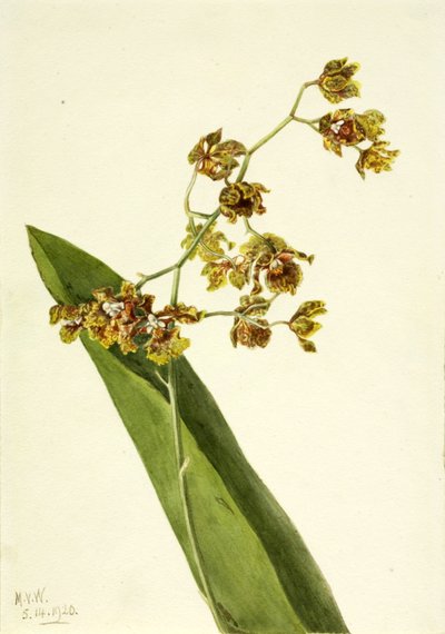 Cętkowany Cyrtopodium Cyrtopodium punctatum, 1920. autorstwa Mary Vaux Walcott