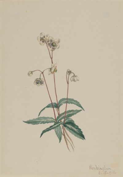 Pipissewa plamista (Chimaphila maculata) autorstwa Mary Vaux Walcott