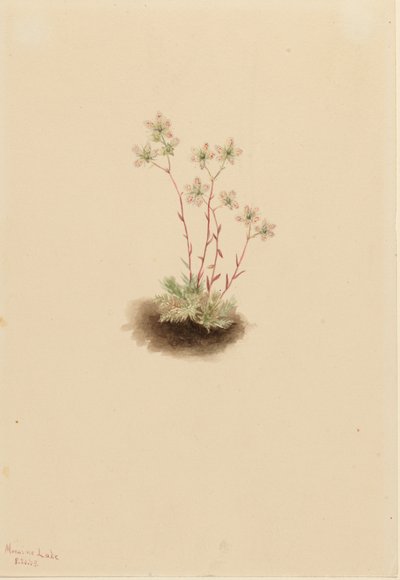 Skalnica plamista (Saxifraga bronchialis) autorstwa Mary Vaux Walcott