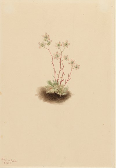 Skalnica plamista Saxifraga bronchialis, 1903. autorstwa Mary Vaux Walcott