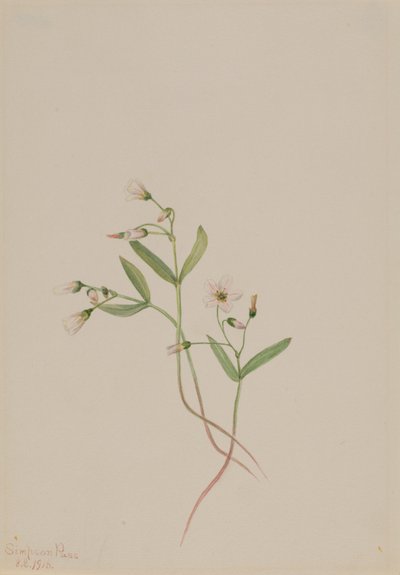 Piękność wiosenna (Claytonia lanceolata) autorstwa Mary Vaux Walcott