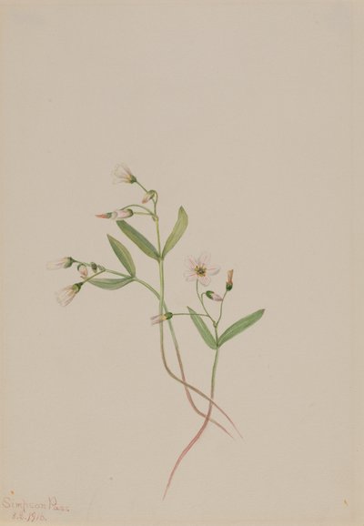 Wiosenna piękność Claytonia lanceolata, 1916. autorstwa Mary Vaux Walcott