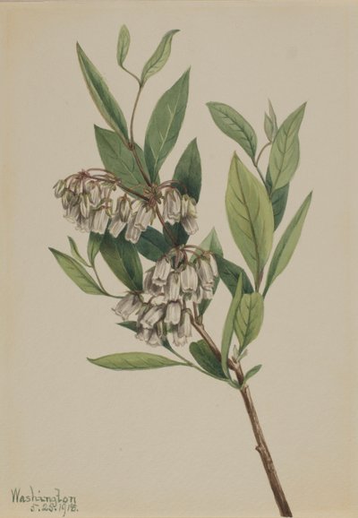 Pieris mariana (Pieris mariana) autorstwa Mary Vaux Walcott
