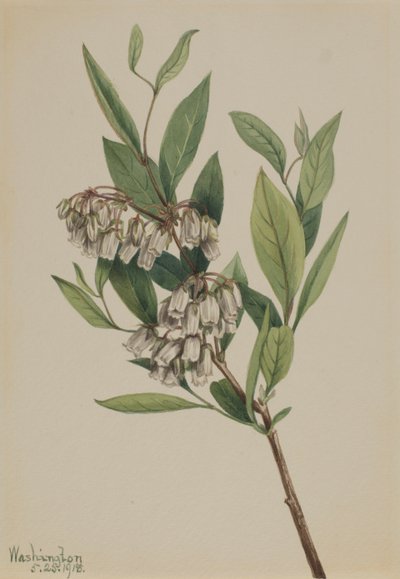 Stagger-Bush Pieris Mariana, 1918. autorstwa Mary Vaux Walcott