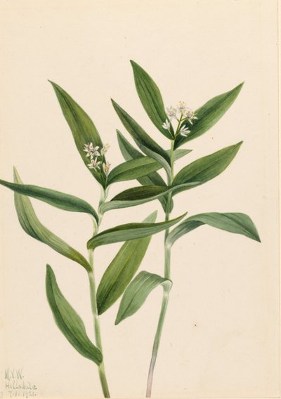 Solomonplume gwiaździsta (Star Vagnera) autorstwa Mary Vaux Walcott