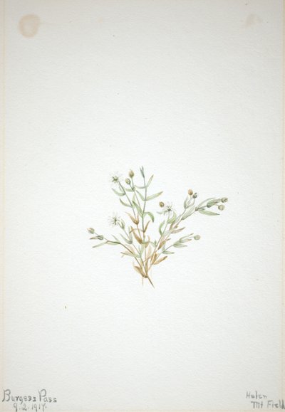 Stelleria leata autorstwa Mary Vaux Walcott
