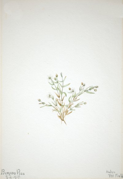 Stelleria leta, 1917. autorstwa Mary Vaux Walcott
