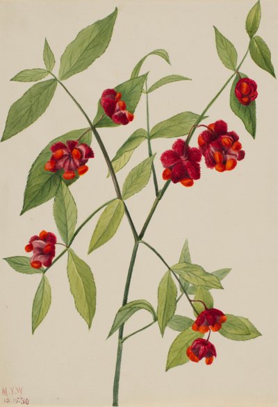Strawberry Bush - "Hearts Bustin