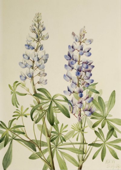 Słoneczna tarcza łubin Łubin wieloletni, 1919. autorstwa Mary Vaux Walcott