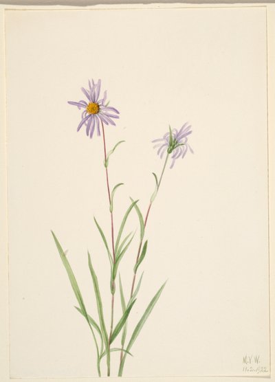 Aster błotny (Aster paludosus) autorstwa Mary Vaux Walcott
