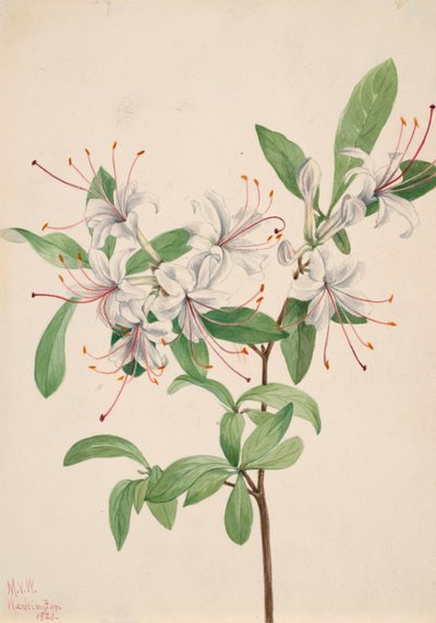 Słodka Azalia Azalia arborescens, 1921. autorstwa Mary Vaux Walcott