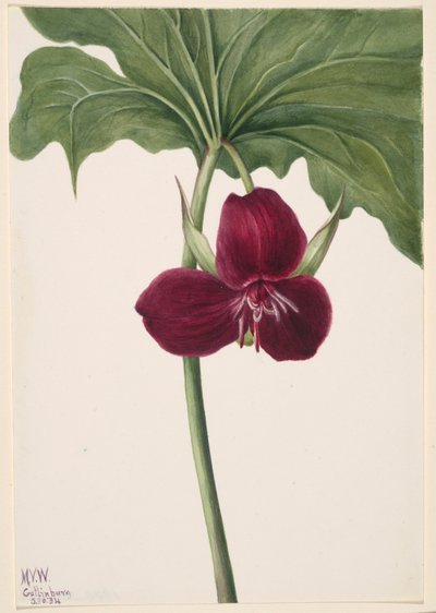 Trillium słodkie (Trillium vasyi) autorstwa Mary Vaux Walcott