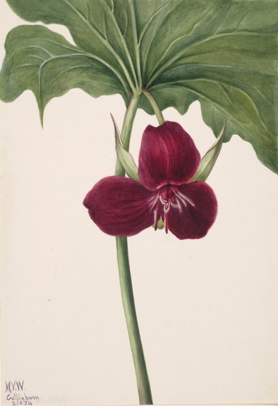 Słodki Trillium Trillium vasyi, 1934. autorstwa Mary Vaux Walcott