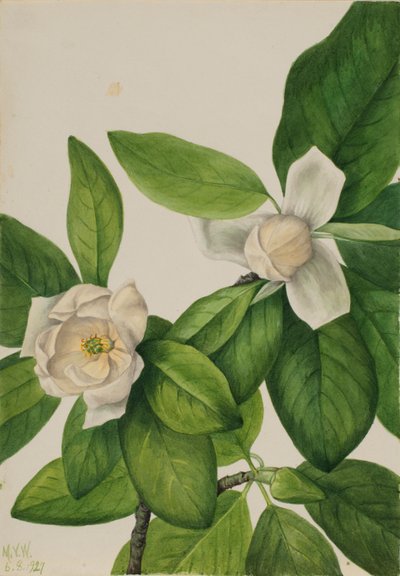 Magnolia wirginijska (Magnolia virginiana) autorstwa Mary Vaux Walcott