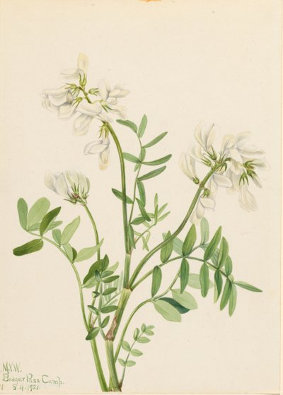 Tatarak zwyczajny (Hedysarum mackenzii) autorstwa Mary Vaux Walcott