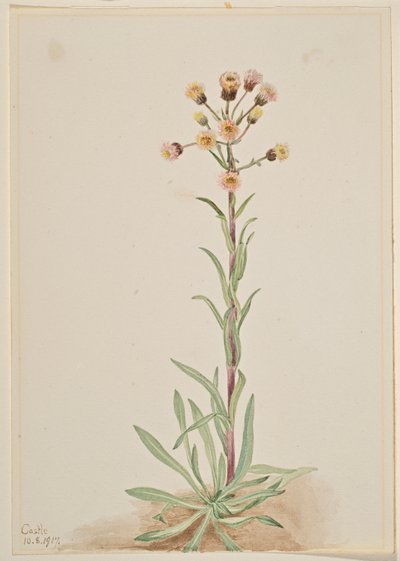 Tall Fleabane (Erigeron acris) autorstwa Mary Vaux Walcott