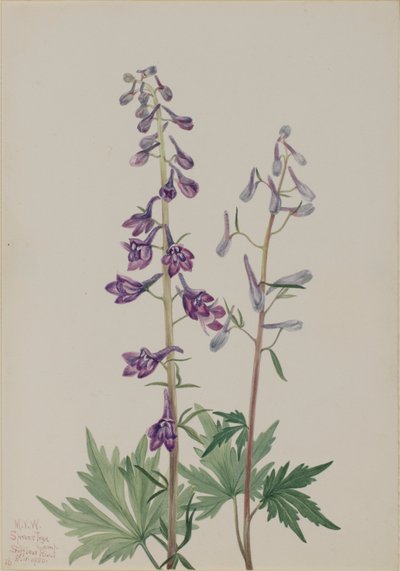 Ostróżka wysoka (Delphinium elongatum) autorstwa Mary Vaux Walcott