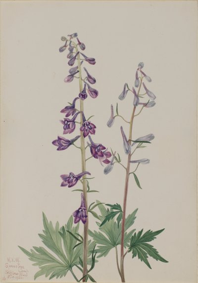 Wysoki Larkspur Delphinium elongatum, 1920. autorstwa Mary Vaux Walcott