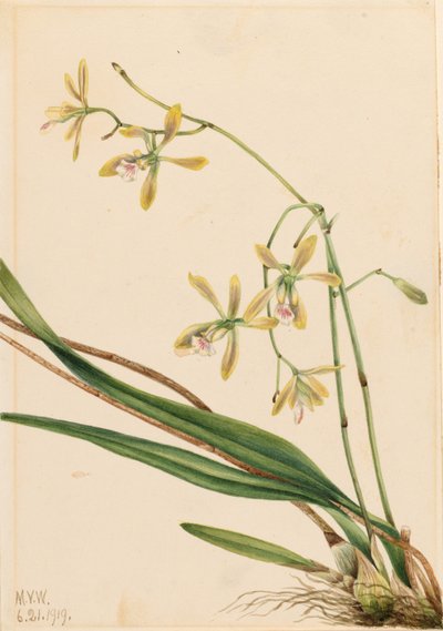 Epidendrum tampa (Epidendrum tampense) autorstwa Mary Vaux Walcott