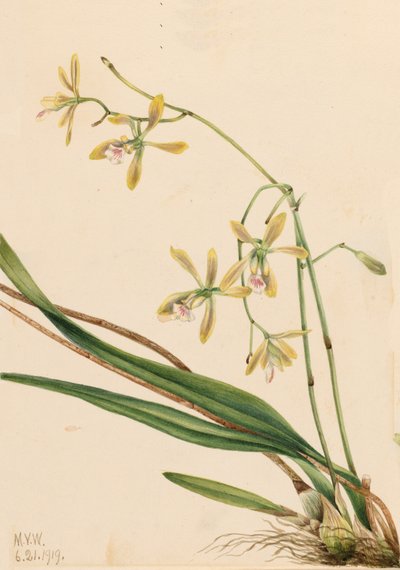 Tampa Epidendrum Epidendrum tampense, 1919. autorstwa Mary Vaux Walcott