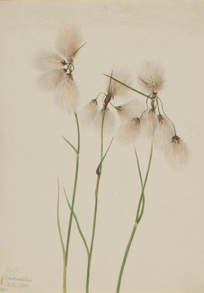 Trawka wąskolistna (Eriophorum angustifolium) autorstwa Mary Vaux Walcott