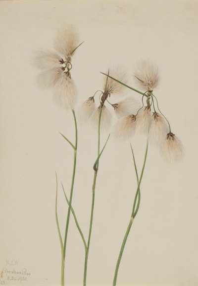 Frędzel bawełniany Eriophorum angustifolium, 1920. autorstwa Mary Vaux Walcott
