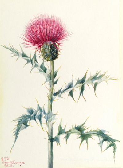 Oset (Cirsium arizonica) autorstwa Mary Vaux Walcott