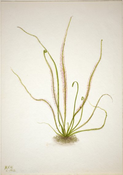 Rosiczka okrągłolistna (Drosera rotundifolia) autorstwa Mary Vaux Walcott